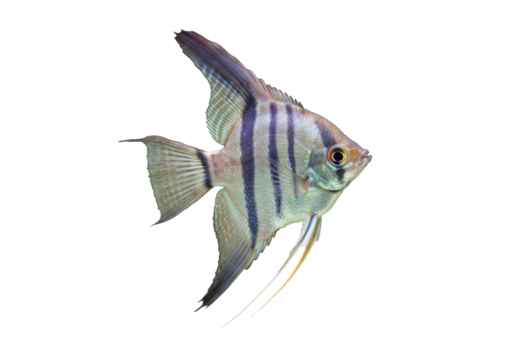 Isolated angelfish with black stripes, tropical pet, aquatic animals, fauna, beautiful fish