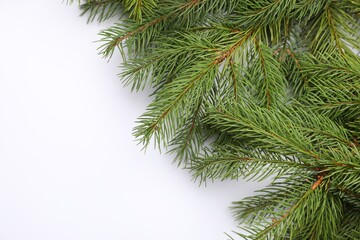 Christmas tree branches on white background, flat lay. Space for text