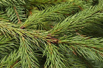 Green Christmas tree branches as background, closeup