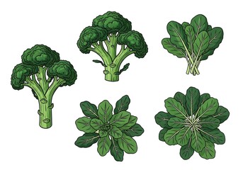 Fresh broccoli and spinach isolated on white background