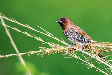 Scaly Breasted Munia Feeding on Ripened Crop in Natural Habitat