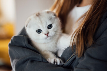 Adorable fluffy kitten with blue eyes is being held in the arms of a person wearing a gray hoodie, showcasing a cozy indoor atmosphere and a bond with pets