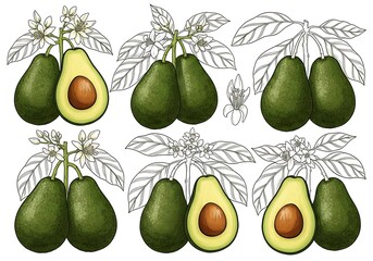 Avocadoes on branches with leaves isolated on white background