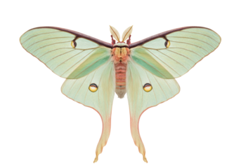 Isolated Luna Moth, beautiful insect from nature, wildlife, stunning mint green wings