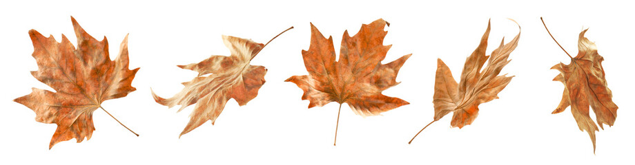 Brown leaves isolated on white, set. Autumn season