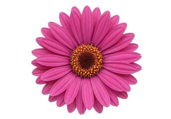 Isolated Magenta Daisy Flower Head with Brown Center for Floral Design in Springtime