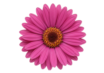 Isolated Magenta Daisy Flower Head with Brown Center for Floral Design in Springtime