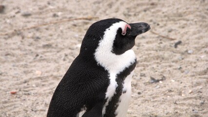 Afrikanischer Pinguin