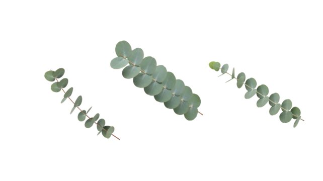 Eucalyptus leaf png