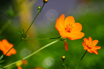 orange flower in the garden