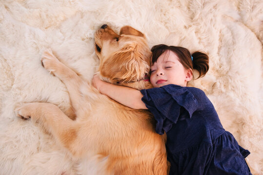 Overhead view of a young Girl sleeping on a fluffy rug with her golden retriever dog