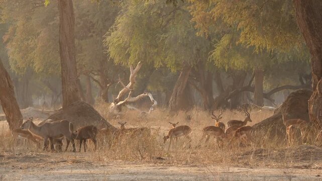 impala and waterbuck grazing in mystic african forest 555