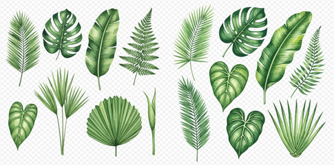 A collection of watercolor tropical green leaves including palm, monstera, banana, and fern on a transparent background. © studio
