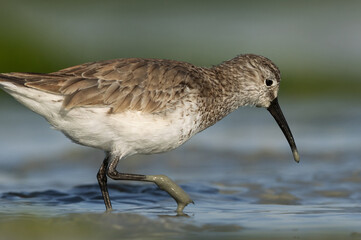 Obraz premium Closeup of Dunlin feeding at Eker creek of Bahrain