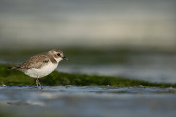 Fototapeta premium Portrait of a Lesser sand plover at Eker creek