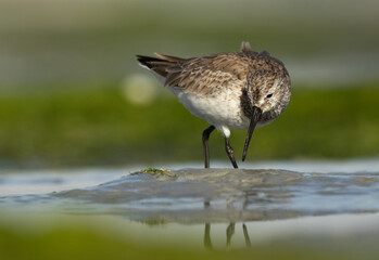 Dunlin feeding during low tide at Eker creek of Bahrain
