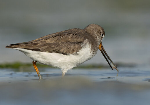 Terek sandpiper feeding at Eker creek of Bahrain