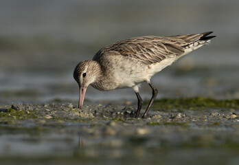 Bar-tailed Godwit feeding at Eker coast of Bahrain