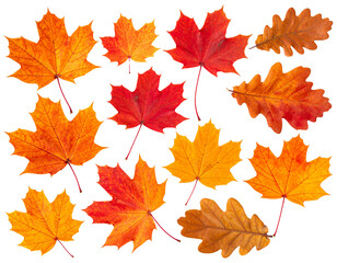 Fototapeta premium Set of Autumn Maple Leaves in Warm Colors, Isolated on Transparent Background