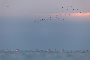 Greater Flamingos in the morning hours with dramatic hue and gulls flying at Asker coast, Bahrain