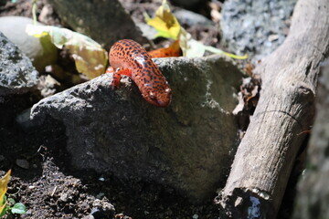 A small red salamander with black spots sunbathing on a rock in the woods in the forest.