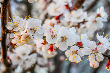 Bright apricot blossoms in sunny weather