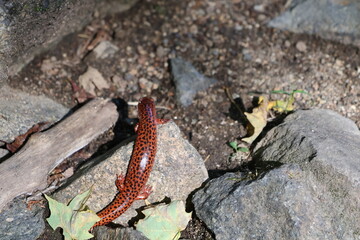 A small red salamander with black spots sunbathing on a rock in the woods in the forest.