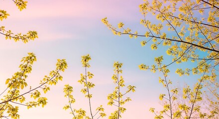 Delicate short and long branches reaching across pastel sky, light-green spring leaves glowing in sunlight, dreamy soft focus