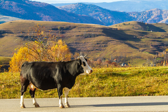 Often called the &ldquo;Transalpina de Apuseni&rdquo;, Transapuseana offers a captivating 78-kilometer journey through Romania's Apuseni Mountains.