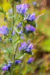 Echium vulgare L. weed with blue flowers Boraginaceae Echium vulgare