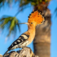 A vibrant bird displays crest atop a textured perch, with blurred frond background