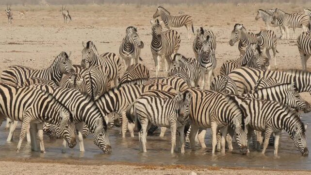 lots of zebras at waterhole drinking nervously, other zebras arrive 2-448 
