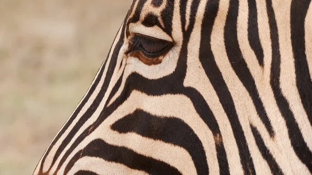 zebra eye and part of striped fur of head, close-up 054