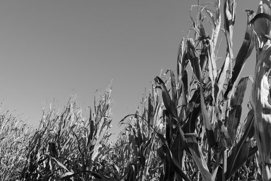 Corn field during fall season on midwest farm in black and white.