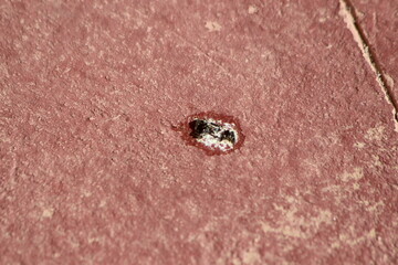 Bird poop on the floor, dirty floor