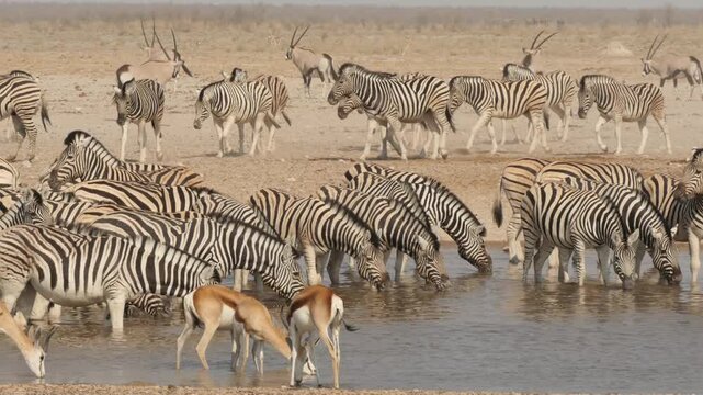 nervous zebras at waterhole drinking together with springbok 3-449