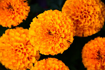 orange chrysanthemum flower