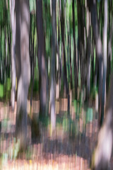 Forest ICM