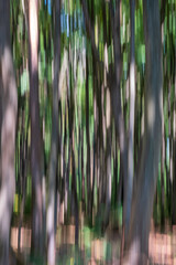 Forest ICM