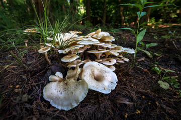 Coprinellus Disseminatus (3).jpg