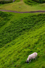 Isle of Skye, Scotland, Uk: a sheep at Fairy Glen, magic valley connected to ancient customs, children casted flowers petals in the burn to encourage fairies providing villages with fresh water
