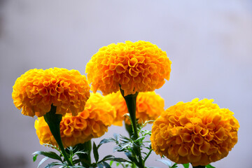 yellow and orange flowers