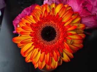 Vibrant Orange Gerbera Daisy in Close-Up Macro Shot