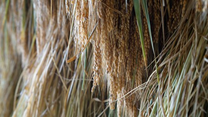 乾燥した稲