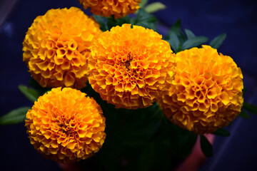 orange chrysanthemum flower