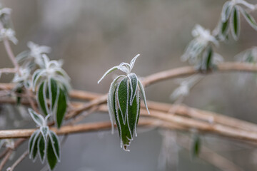 green leaves in frost in winter