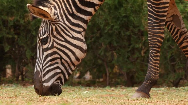 portrait of grazing zebra 186
