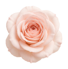 Pale pink rose with gradient petals and a classic rosette form.