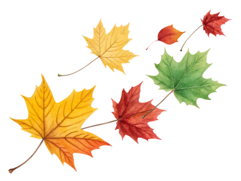 Colorful autumn maple leaves gracefully fall and scatter, isolated on a transparent background, showcasing nature's vibrant seasonal change.