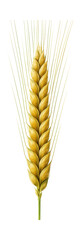 Fototapeta premium Barley spike featuring alternating spikelet rows and noticeable awns.